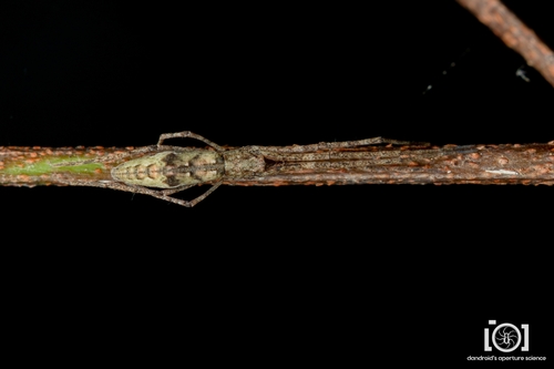 Ogre-faced Spider photo 2