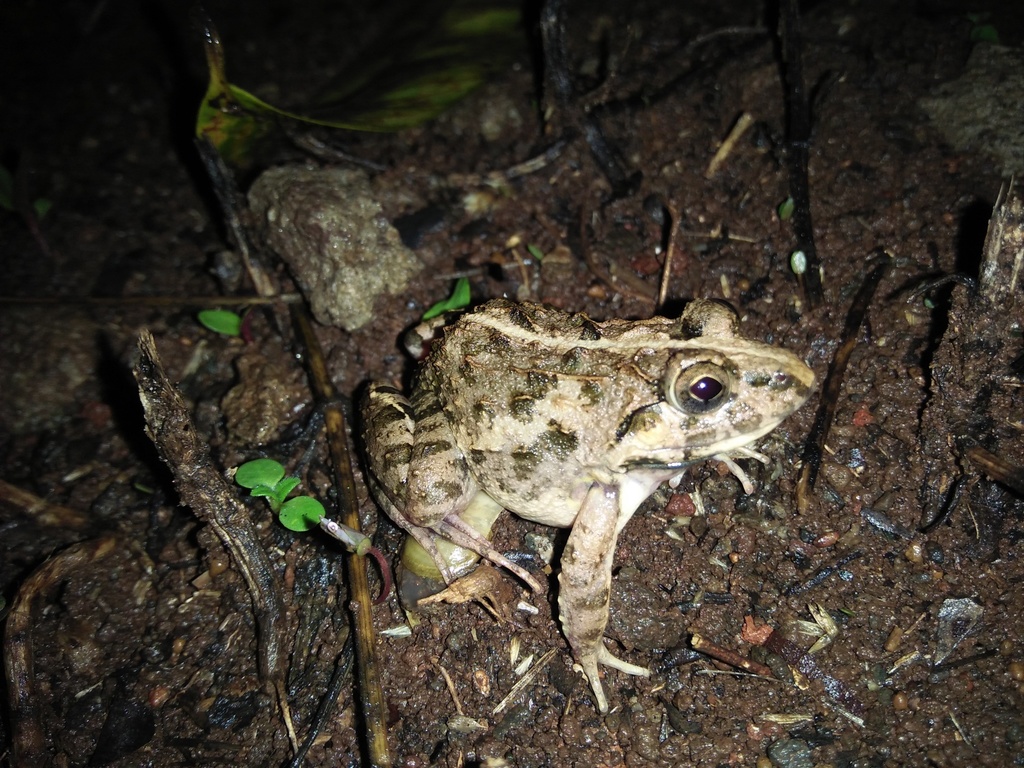 Chianjur Wart Frog