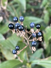Pollia japonica