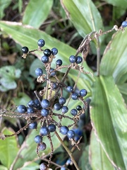 Pollia japonica