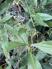 Pollia japonica