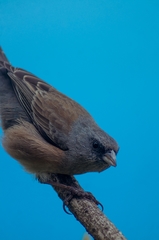 Junco insularis