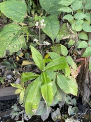 Pollia japonica