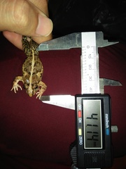 Fejervarya iskandari