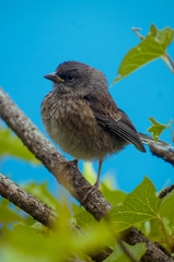 Junco insularis