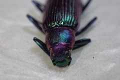 Strongylium auratum