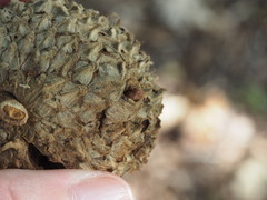 Callirhytis glandulus