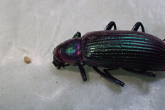 Strongylium auratum