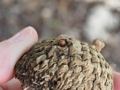 Callirhytis glandulus