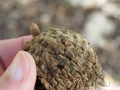 Callirhytis glandulus