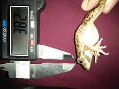 Fejervarya iskandari