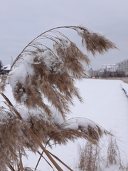 Phragmites australis