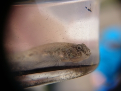 Pomatoschistus microps