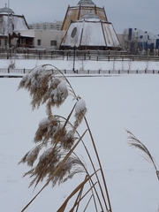 Phragmites australis