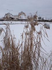 Phragmites australis