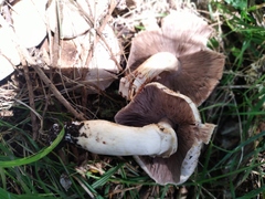 Agaricus albofoetidus