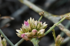 Hermbstaedtia glauca