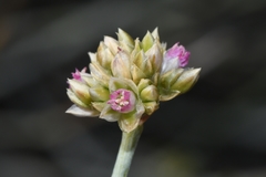 Hermbstaedtia glauca