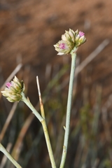 Hermbstaedtia glauca