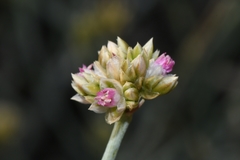 Hermbstaedtia glauca