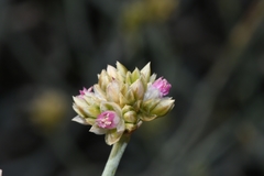 Hermbstaedtia glauca
