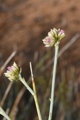 Hermbstaedtia glauca