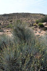 Hermbstaedtia glauca