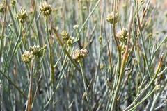 Hermbstaedtia glauca