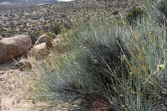 Hermbstaedtia glauca