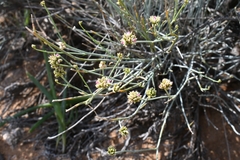 Hermbstaedtia glauca