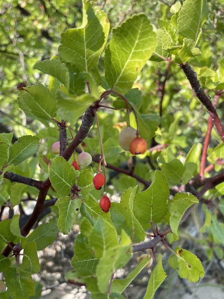 Southern Elephant Tree