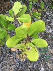 Anacardium