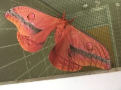 Opodiphthera loranthi