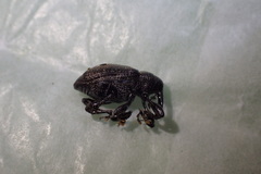Heilus