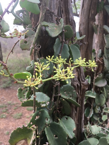 Cissus rotundifolia image