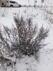 Artemisia vulgaris