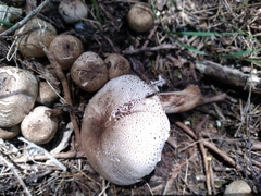Agaricus albofoetidus