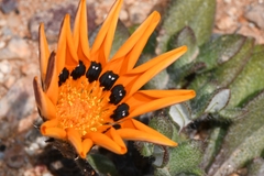 Gazania heterochaeta
