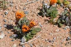 Gazania heterochaeta