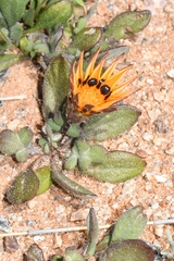 Gazania heterochaeta