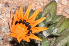 Gazania heterochaeta