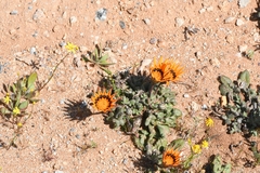 Gazania heterochaeta