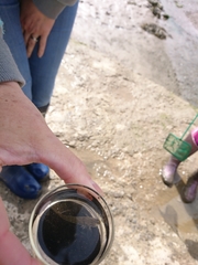 Pomatoschistus microps