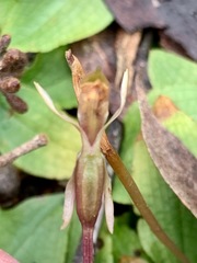 Chiloglottis trapeziformis
