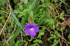 Achimenes longiflora