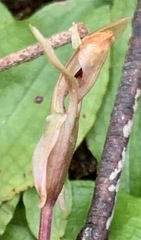 Chiloglottis trapeziformis