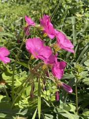 Oxalis bowiei