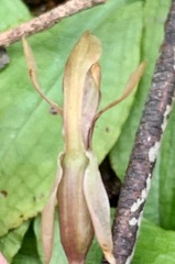 Chiloglottis trapeziformis