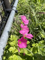 Oxalis bowiei