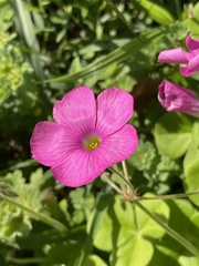 Oxalis bowiei